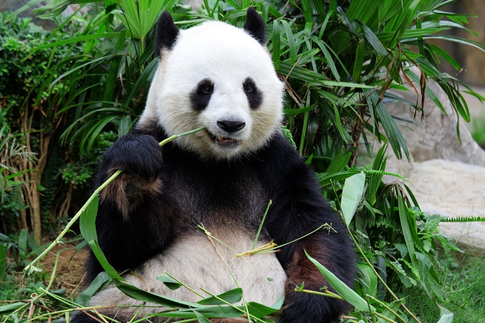 Welche Auswirkungen auf die Suchergebnisseiten hat das aktuelle Update Panda 4.0?