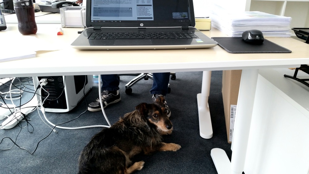 PR Desk ist auf den Hund gekommen.